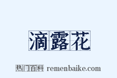 滴露花是什么意思的图片